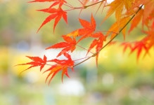 단풍, 가을, 물단풍, 나무, 계절, 사진,이미지,일러스트,캘리그라피 - 퓨처작가 크라우드픽 - 저작권 걱정 없는 상업용 이미지