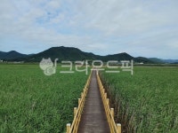 전라남도강진, 강진, 강진만생태공원, 생태공원, 습지, 사진,이미지,일러스트,캘리그라피 - pswtravel작가 크라우드픽 - 저작권 걱정 없는... 