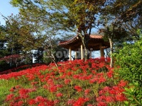 꽃, 꽃무릇, 상사화, 산, 봉대산, 사진,이미지,일러스트,캘리그라피 - 무안양파작가 크라우드픽 - 저작권 걱정 없는 상업용 이미지