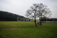 나무, 풍경, 초원, 잔디, 목장, 사진,이미지,일러스트,캘리그라피 - 귀리작가 크라우드픽 - 저작권 걱정 없는 상업용 이미지