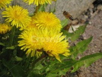 공생, 근면, 꿀벌, 꽃, 민들레, 사진,이미지,일러스트,캘리그라피 - ebenezer작가 크라우드픽 - 저작권 걱정 없는 상업용 이미지