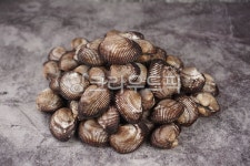피꼬막, 꼬막, redshell, cockle, seashell, 사진,이미지,일러스트,캘리그라피 - mippda작가 크라우드픽 - 저작권 걱정 없는 상업용 이미지