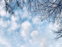 하늘, 구름, 푸른, 나무, 하늘색, 사진,이미지,일러스트,캘리그라피 - 흰토끼작가 크라우드픽 - 저작권 걱정 없는 상업용 이미지