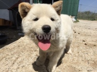 강아지, 해맑은, 웃는, 미소, 시골개, 사진,이미지,일러스트,캘리그라피 - 춘하작가 크라우드픽 - 저작권 걱정 없는 상업용 이미지