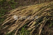 보리, 이삭, 수확, 유기농농장, 황금색, 사진,이미지,일러스트,캘리그라피 - Jgdanwoo작가 크라우드픽 - 저작권 걱정 없는 상업용 이미지