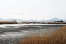 갈대, 습지, 정자, 새때, 순천만습지, 사진,이미지,일러스트,캘리그라피 - 나그네길작가 크라우드픽 - 저작권 걱정 없는 상업용 이미지