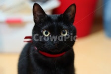 고양이, 집고양이, 반려묘, 집사, 검은고양이, 사진,이미지,일러스트,캘리그라피 - Ns2dldbwlss2작가 크라우드픽 - 저작권 걱정 없는 상업용... 