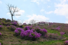황매산골유흥주점 | 철쭉, 산철쭉, 봄꽃, 황매산, 야생화, 사진,이미지,일러스트,캘리그라피 - Nsgsprs작가 크라우드픽 - 저작권 걱정 없는 상업용 이미지