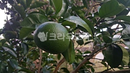 하귤, 귤, 과일, fruit, food, 사진,이미지,일러스트,캘리그라피 - phototo73작가 크라우드픽 - 저작권 걱정 없는 상업용 이미지