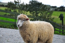 대관령, 양, 양떼목장, 동물, 양털, 사진,이미지,일러스트,캘리그라피 - kairosJ작가 크라우드픽 - 저작권 걱정 없는 상업용 이미지