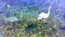 백조, 호수, 야생동물, 물빛, 잔잔한, 사진,이미지,일러스트,캘리그라피 - Nok9427533작가 크라우드픽 - 저작권 걱정 없는 상업용 이미지