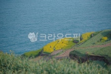 풍경, 바다, 유채꽃, 남해, 봄, 사진,이미지,일러스트,캘리그라피 - li3205작가 크라우드픽 - 저작권 걱정 없는 상업용 이미지