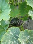 호박, 식물, 단호박, 밭농사, 넝쿨, 사진,이미지,일러스트,캘리그라피 - Nhstarb9작가 크라우드픽 - 저작권 걱정 없는 상업용 이미지