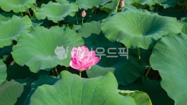 연밭, 연꽃, 꽃, 홍련, 연잎, 사진,이미지,일러스트,캘리그라피 - 서은작가 크라우드픽 - 저작권 걱정 없는 상업용 이미지