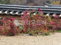 담장, 기와, 한옥, 마당, 앞마당, 사진,이미지,일러스트,캘리그라피 - 영혼탈출작가 크라우드픽 - 저작권 걱정 없는 상업용 이미지