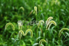 setariaviridis, 강아지풀, 길가, 식물, 화단, 사진,이미지,일러스트,캘리그라피 - Daramji작가 크라우드픽 - 저작권 걱정 없는 상업용 이미지