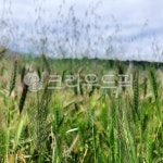 plant, 식물, grain, 곡물, vegetable, 사진,이미지,일러스트,캘리그라피 - 사공오팬트리작가 크라우드픽 - 저작권 걱정 없는 상업용 이미지