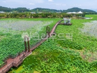 다리, 교량, 회산백련지, 저수지, 연잎, 사진,이미지,일러스트,캘리그라피 - cstrike작가 크라우드픽 - 저작권 걱정 없는 상업용 이미지