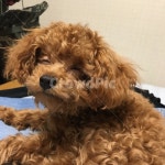 강아지, 토이푸들, 웃는강아지, 초코푸들, 새끼강아지, 사진,이미지,일러스트,캘리그라피 - chachaa작가 크라우드픽 - 저작권 걱정 없는 상업용... 