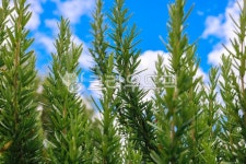 로즈마리, 로즈메리, rosemary, 민트, 잎파리, 사진,이미지,일러스트,캘리그라피 - joygream작가 크라우드픽 - 저작권 걱정 없는 상업용 이미지