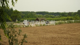 소, 타조, 한우, farm, 농장, 사진,이미지,일러스트,캘리그라피 - 솜뭉탱작가 크라우드픽 - 저작권 걱정 없는 상업용 이미지