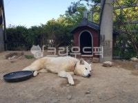 강아지, 시골, 개, 진돗개, 반려견, 사진,이미지,일러스트,캘리그라피 - 밍밍부인작가 크라우드픽 - 저작권 걱정 없는 상업용 이미지