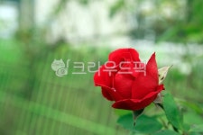 장미, flower, 꽃, 식물, rose, 사진,이미지,일러스트,캘리그라피 - 디엔53작가 크라우드픽 - 저작권 걱정 없는 상업용 이미지