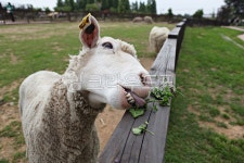 팜랜드, 양, 목장, 동물, 먹이, 사진,이미지,일러스트,캘리그라피 - 함께사는세상작가 크라우드픽 - 저작권 걱정 없는 상업용 이미지