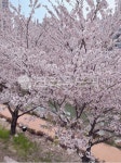 벚꽃, 영도벚꽃, 영도해수천, 꽃, flower, 사진,이미지,일러스트,캘리그라피 - rkvlf357작가 크라우드픽 - 저작권 걱정 없는 상업용 이미지