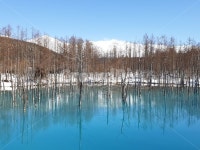 호수, 파랑, 눈, 나무, 청의호수, 사진,이미지,일러스트,캘리그라피 - 김도우작가 크라우드픽 - 저작권 걱정 없는 상업용 이미지