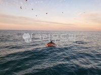 돌고래, 동물, 제주도, 물, 수영, 사진,이미지,일러스트,캘리그라피 - tjsghd1112작가 크라우드픽 - 저작권 걱정 없는 상업용 이미지