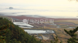 순천만, 순천만안개, 순천만비경, tree, 나무, 사진,이미지,일러스트,캘리그라피 - 레드보헤미안작가 크라우드픽 - 저작권 걱정 없는 상업용 이미지