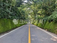 단양, 길, 이끼터널, 이끼, 이끼벽, 사진,이미지,일러스트,캘리그라피 - Nmaruzzy작가 크라우드픽 - 저작권 걱정 없는 상업용 이미지