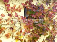 leaf, 잎, plant, 식물, 벽, 사진,이미지,일러스트,캘리그라피 - 초월love63작가 크라우드픽 - 저작권 걱정 없는 상업용 이미지