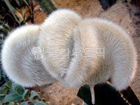 밍크, 밍크선인장, 선인장, 가시, 다육식물, 사진,이미지,일러스트,캘리그라피 - Deep bLUE작가 크라우드픽 - 저작권 걱정 없는 상업용 이미지