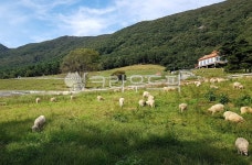 양, 양때, 양때목장, 농장, farm, 사진,이미지,일러스트,캘리그라피 - 채탐자작가 크라우드픽 - 저작권 걱정 없는 상업용 이미지