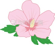 무궁화꽃, 국화, 대한민국, 나라꽃, 무궁화, 사진,이미지,일러스트,캘리그라피 - 일러일러작가 크라우드픽 - 저작권 걱정 없는 상업용 이미지