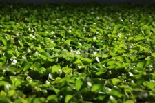 부레옥잠, 부유식물, 수생식물, 식물, 연못, 사진,이미지,일러스트,캘리그라피 - Chrono작가 크라우드픽 - 저작권 걱정 없는 상업용 이미지