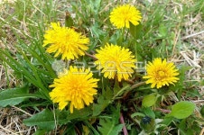 민들레, plant, 식물, flower, 꽃, 사진,이미지,일러스트,캘리그라피 - liang cha작가 크라우드픽 - 저작권 걱정 없는 상업용 이미지