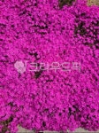 꽃, 꽃잔디, 지면패랭이꽃, flower, 식물, 사진,이미지,일러스트,캘리그라피 - 콩콩꼬꼬작가 크라우드픽 - 저작권 걱정 없는 상업용 이미지