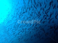 nature, 자연, fish, 어군, 물고기, 사진,이미지,일러스트,캘리그라피 - Nharry1670작가 크라우드픽 - 저작권 걱정 없는 상업용 이미지