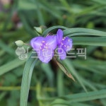 자주닭개비, 달개비, 식물, 꽃, 보라꽃, 사진,이미지,일러스트,캘리그라피 - hys작가 크라우드픽 - 저작권 걱정 없는 상업용 이미지