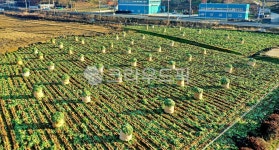 농장, aerialview, 조감도, farm, 배추, 사진,이미지,일러스트,캘리그라피 - 히든스카이작가 크라우드픽 - 저작권 걱정 없는 상업용 이미지