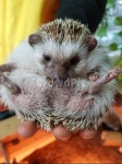 animal, 고슴도치, hedgehog, 동물, mammal, 사진,이미지,일러스트,캘리그라피 - 하도맘작가 크라우드픽 - 저작권 걱정 없는 상업용 이미지