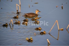 오리, 나들이, 청둥오리, 엄마, 엄마새, 사진,이미지,일러스트,캘리그라피 - 소 천작가 크라우드픽 - 저작권 걱정 없는 상업용 이미지