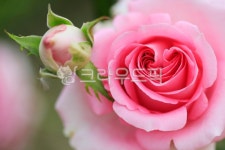 장미, 장미꽃, 꽃, 5월, 정원, 사진,이미지,일러스트,캘리그라피 - 고운경작가 크라우드픽 - 저작권 걱정 없는 상업용 이미지