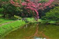 garden, 정원, path, 통로, water, 사진,이미지,일러스트,캘리그라피 - 영산공작가 크라우드픽 - 저작권 걱정 없는 상업용 이미지