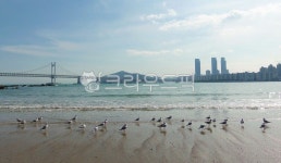 광안리, 광안대교, 기러기, 광안리해수욕장, 바다, 사진,이미지,일러스트,캘리그라피 - Nlolhui작가 크라우드픽 - 저작권 걱정 없는 상업용 이미지