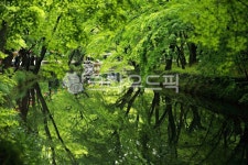 선운사, 도솔천, 봄, green, 녹음, 사진,이미지,일러스트,캘리그라피 - 에레스뚜작가 크라우드픽 - 저작권 걱정 없는 상업용 이미지