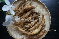 더덕, 더덕효능, 자연산더덕, 야생더덕, 양유, 사진,이미지,일러스트,캘리그라피 - N3jeong작가 크라우드픽 - 저작권 걱정 없는 상업용 이미지